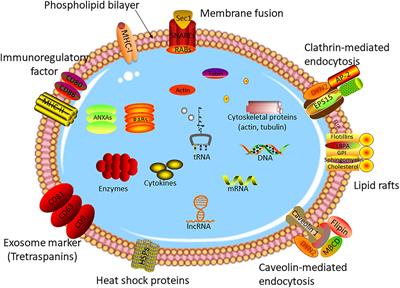 Exosome-Derived LncRNAs in Lung Cancer